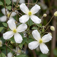 Clematis mont. 'Wilsonii' - Wilson's mountain clematis - White - Climber - Ø9cm - ↕35cm