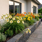 Green boutiQ - Stauden - Hemerocallis Tricolor - Taglilie - Bienen- und Schmetterlingsmagnet - Creme - Gelb - Rot - 6 Pflanzen - Topf 11 cm - Höhe 15-25 cm