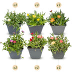 12x - Mélange de Delosperma - Ø 7 cm - ↕ 10-12 cm