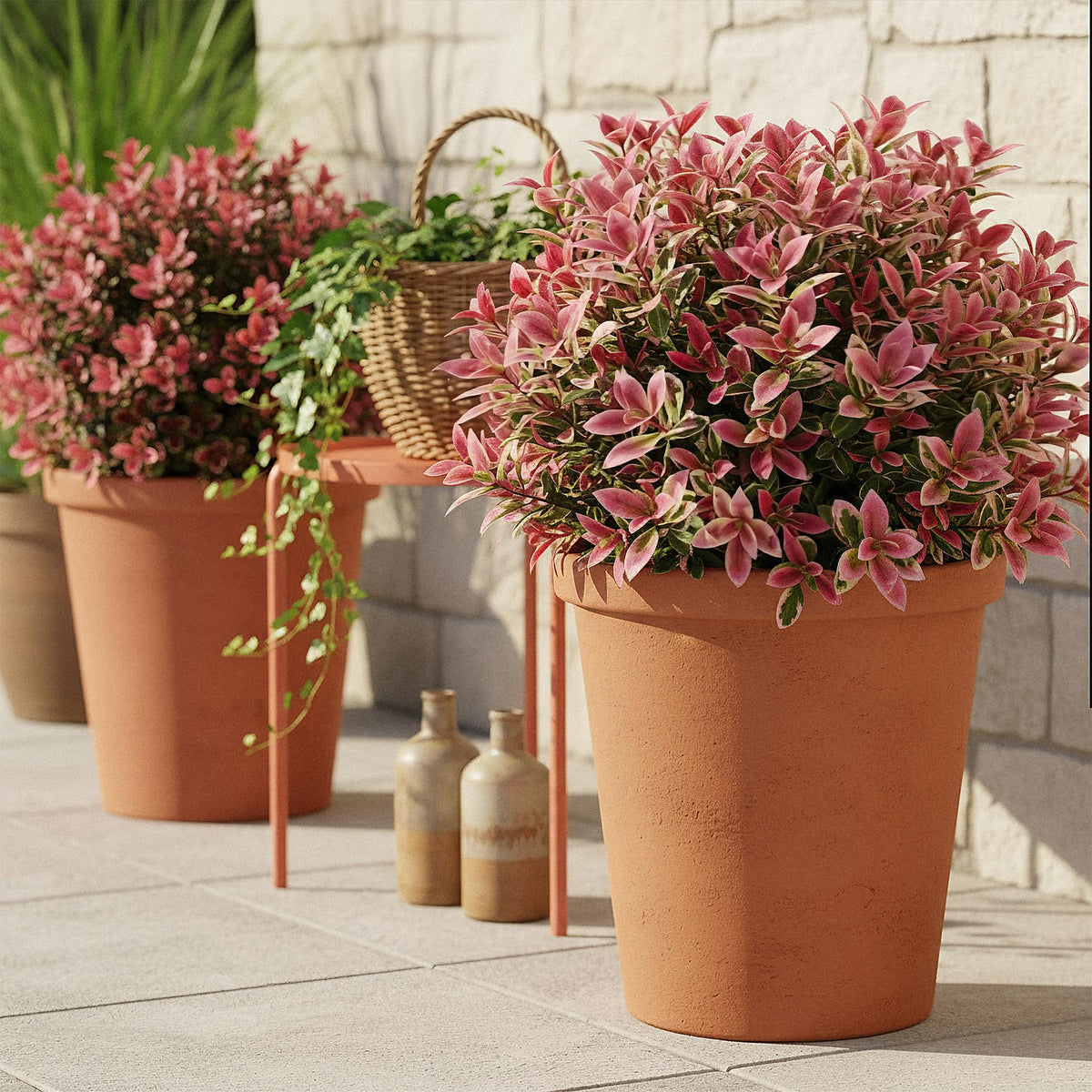 Green boutiQ - Plante de jardin - Leucothoe Colour Diamond - Panaché - 2 plantes - Persistant - Faible entretien - Pot 17 cm Hauteur 45 cm