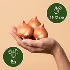 Green boutiQ - Bloembollen - Tulp Triumph Pink - Kleur Roze - 15 stuks - Bolmaat 11/12 - XXL Pack - foto 3