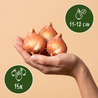 Green boutiQ - Bloembollen - Tulp Triumph Pink - Kleur Roze - 15 stuks - Bolmaat 11/12 - XXL Pack - foto 3