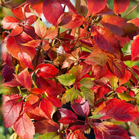 Parthenocissus quin. 'Engelmannii' - Engelmann ivy - Yellow - Green - Climber - Ø9cm - ↕35cm