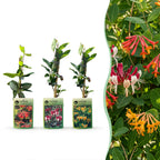 6x Lonicera Tricolour - Chèvrefeuille tricolore - Rouge - Violet - Orange - Jaune - Grimpante - Ø9cm - ↕35cm