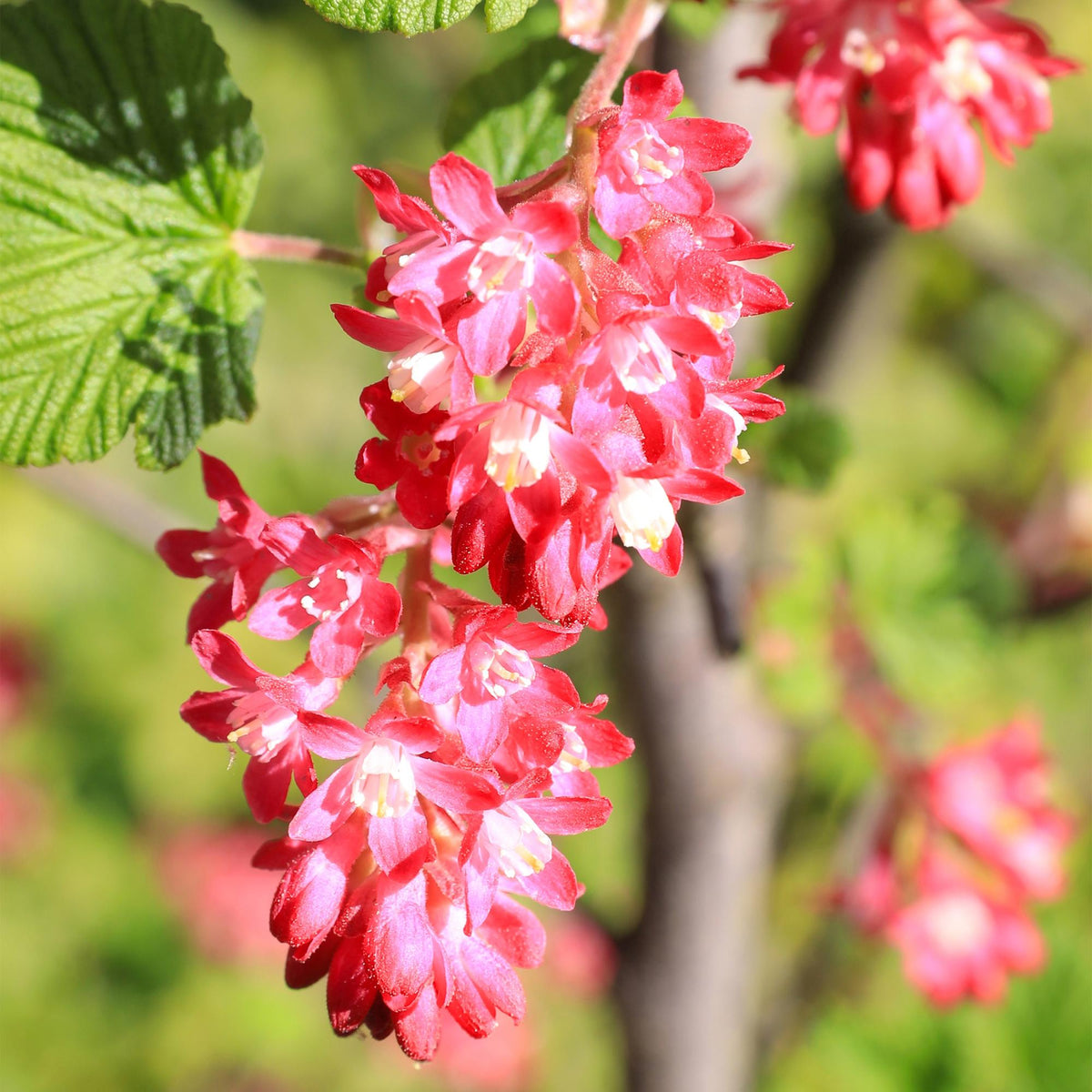 Green boutiQ - Arbustes - Ribes sanguineum King Edward - Fleurs rouges - 1 plant - Caduc - Entretien facile - Pot 17 cm Hauteur 45 cm