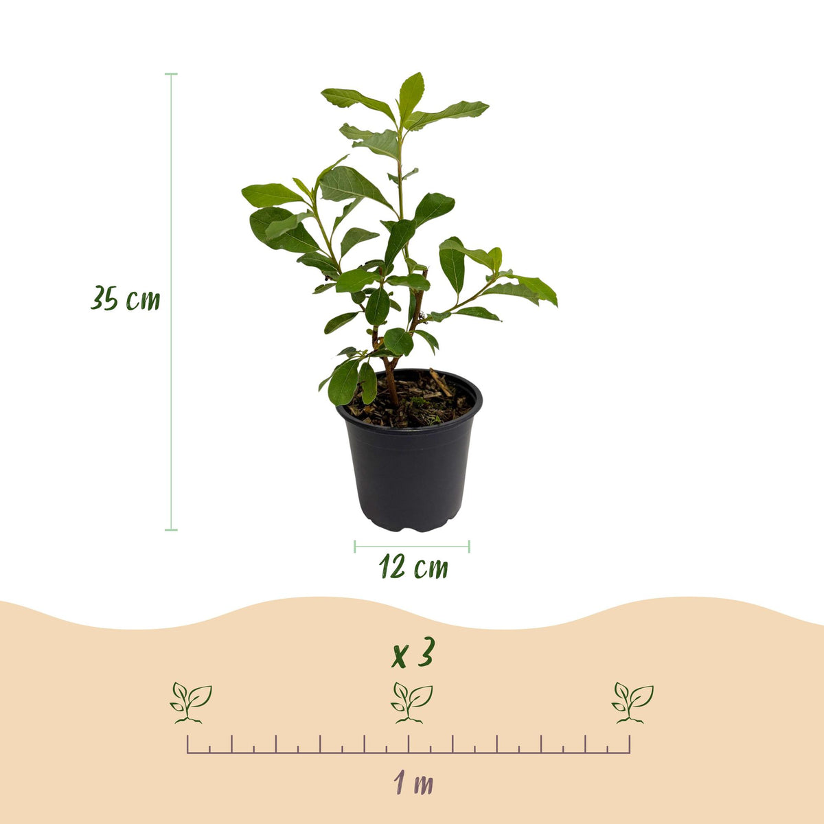Green boutiQ - Plante de jardin - Cornus Florida - Fleur Blanc-Rose - 3 Plantes - Caduc - Peu d'entretien - Pot 12cm Hauteur 35cm