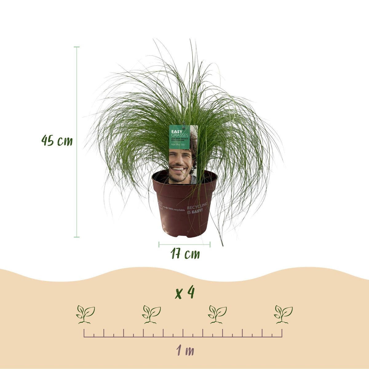 Green boutiQ - Graminées ornementales - Stipa tenuifolia Pony Tails - Vert - 1 Plante - Persistante - Rustique - Pot 17cm Hauteur 50cm