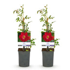 Green boutiQ - Rosier grimpant - Rosa Red Queen - Fleur rouge - Peu d'entretien - 2 plantes - Pot 11 cm Hauteur 40 cm