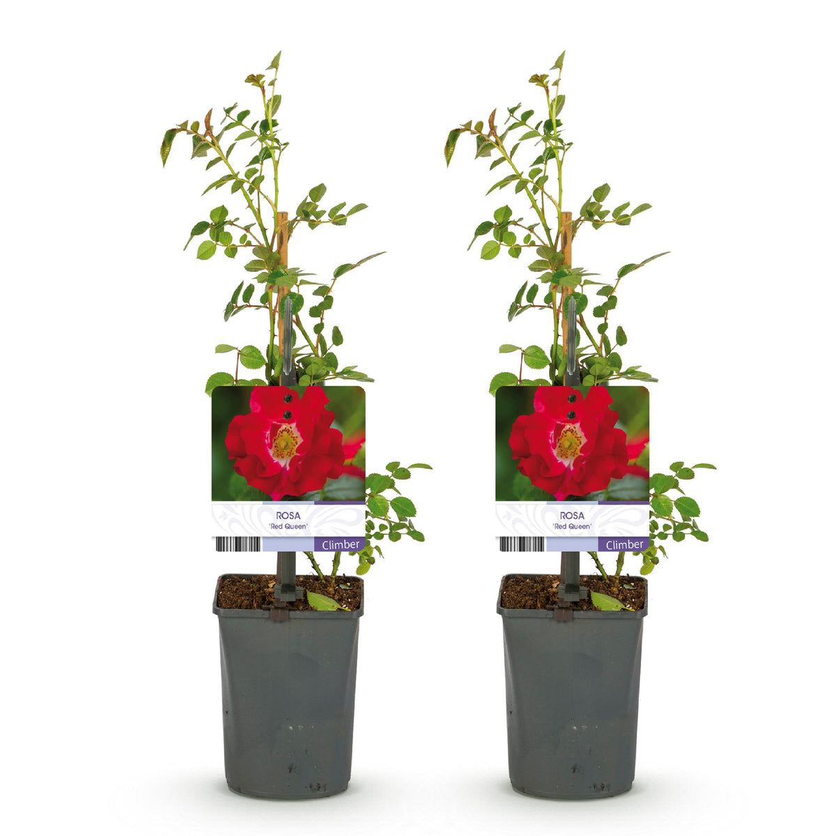 Green boutiQ - Rosier grimpant - Rosa Red Queen - Fleur rouge - Peu d'entretien - 2 plantes - Pot 11 cm Hauteur 40 cm