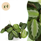 Green boutiQ - Zimmerpflanze - Maranta Fascinator Silverband - Gebetspflanze - Haustierfreundliche Pflanze - Grün - 4 Pflanzen - mit Übertopf Weiß - Topf 12cm - Höhe 25cm