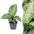 Dieffenbachia Snow - Snow Dumb Cane - Green - Tropical - Ø6cm - ↕15cm