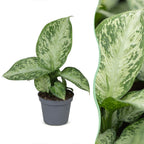 Dieffenbachia Snow - Snow Dumb Cane - Green - Tropical - Ø6cm - ↕15cm