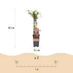 Green boutiQ - Plant fruitier - Vaccinium cor. Pink Lemonade - Myrtille rose - Rustique - Baie rose - 2 plantes - Pot 15cm - Hauteur 50cm