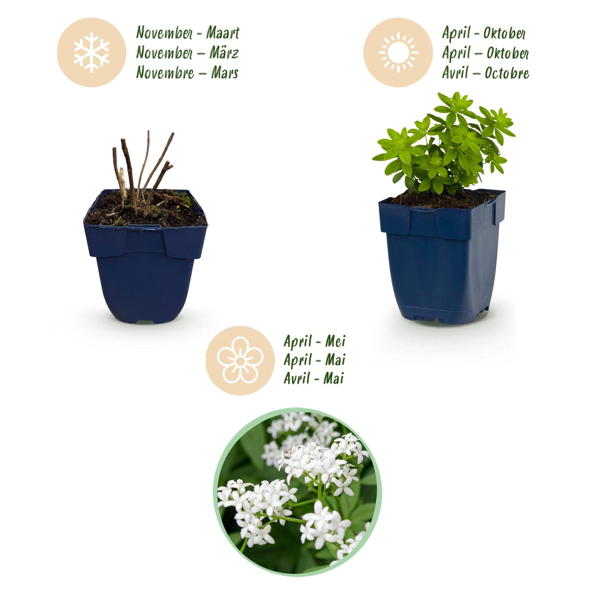 Green boutiQ - Plante vivace - Galium odoratum - Gaillet odorant - Couvre-sol - Blanc - 6 plantes - Pot 11 cm - Hauteur 15-25 cm