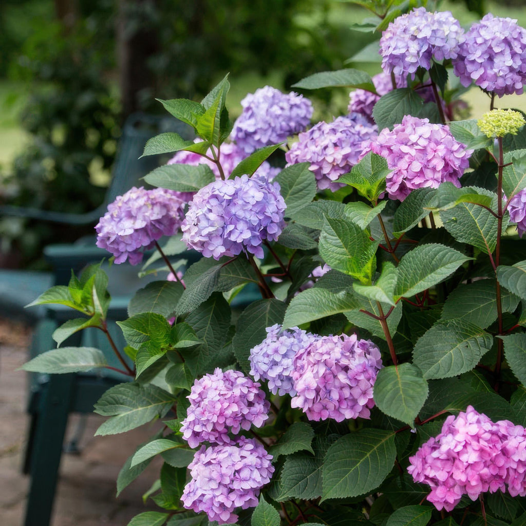 Green boutiQ - Gartenpflanze - Hydrangea Endless Summer Summer Love Purple - Hortensie - Winterhart - Violett - 2 Pflanzen - Topf 14cm - Höhe 20-25cm