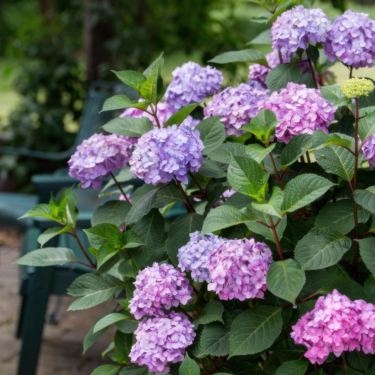 Green boutiQ - Gartenpflanze - Hydrangea Endless Summer Summer Love Purple - Hortensie - Winterhart - Violett - 2 Pflanzen - Topf 14cm - Höhe 20-25cm