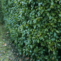 Green boutiQ - Haagplanten - Prunus laurocerasus Etna - blad groen - 6 planten - 1 strekkende meter - groenblijvend - pot 17cm hoogte 50cm