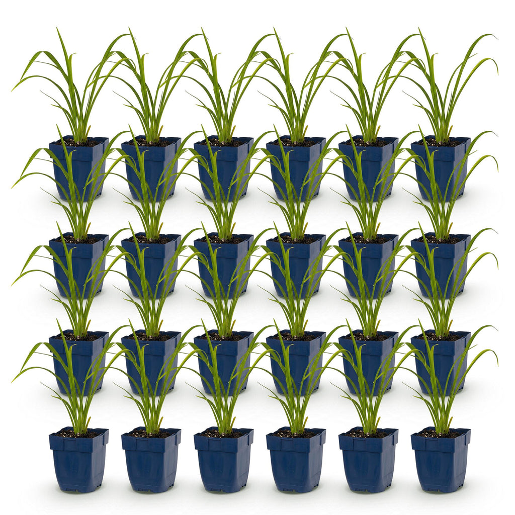 Green boutiQ - Stauden - Hemerocallis Mauna Loa - Taglilie - Bienen- und Schmetterlingsmagnet - Orange - 24 Pflanzen - 11 cm Topf - Höhe 15-25 cm