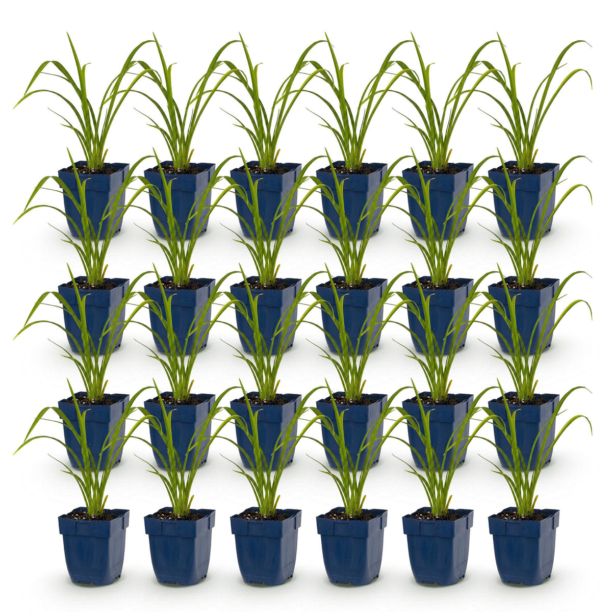 Green boutiQ - Vasteplant - Hemerocallis Mauna Loa - Daglelie - Bijen en Vlinderlokkers - Oranje - 24 Planten - Pot 11cm - Hoogte 15-25cm