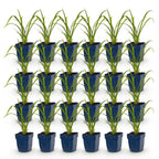 Green boutiQ - Stauden - Hemerocallis Mauna Loa - Taglilie - Bienen- und Schmetterlingsmagnet - Orange - 24 Pflanzen - 11 cm Topf - Höhe 15-25 cm