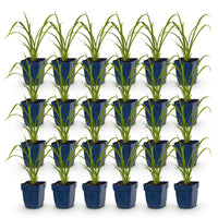Green boutiQ - Vasteplant - Hemerocallis Mauna Loa - Daglelie - Bijen en Vlinderlokkers - Oranje - 24 Planten - Pot 11cm - Hoogte 15-25cm