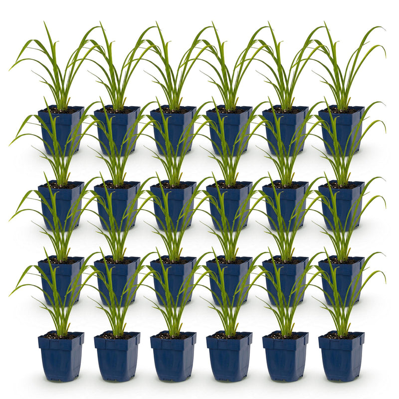 Green boutiQ - Vasteplant - Hemerocallis Mauna Loa - Daglelie - Bijen en Vlinderlokkers - Oranje - 24 Planten - Pot 11cm - Hoogte 15-25cm