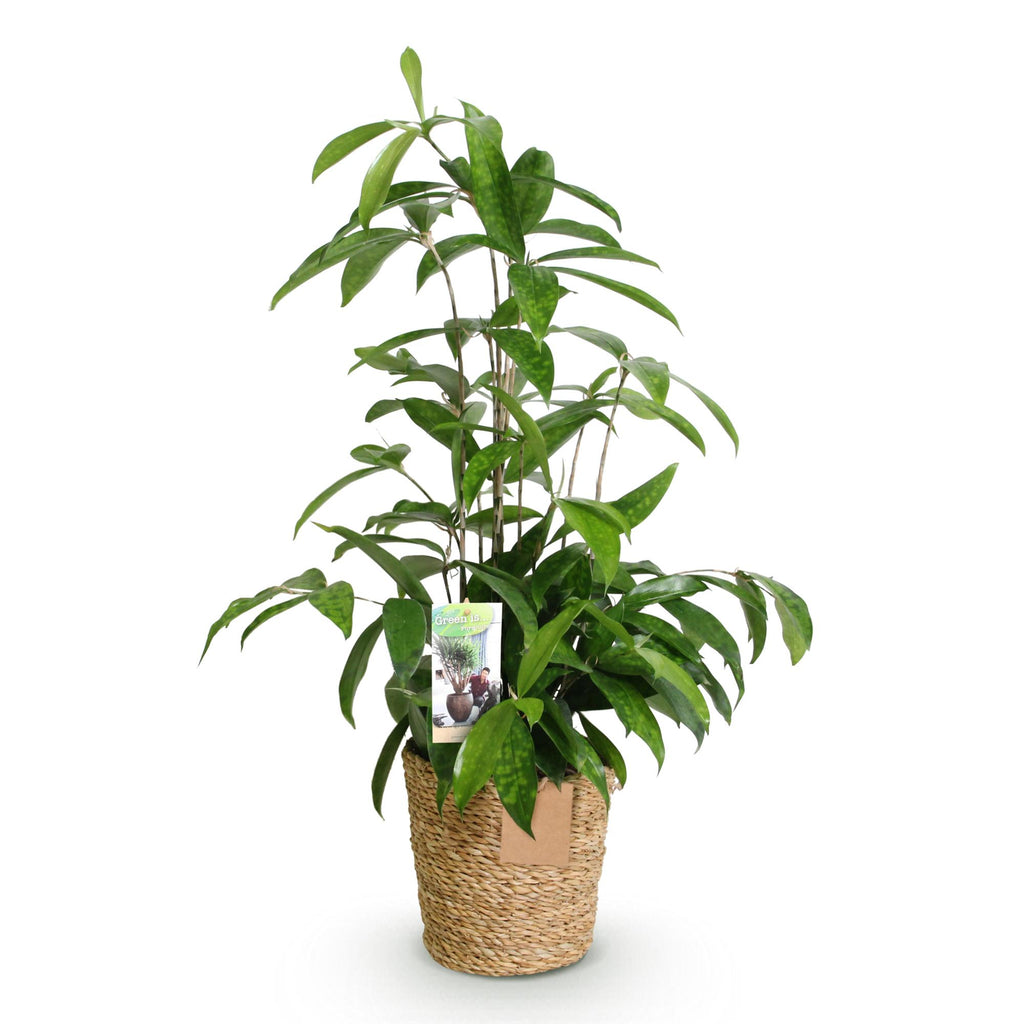 Green BoutiQ - Le vert, c'est... Plantes d'intérieur - Dracaena surculosa - Dragonnier - Faible entretien - avec panier - Vert - 1 plante - Pot 17cm - Hauteur 60-70cm