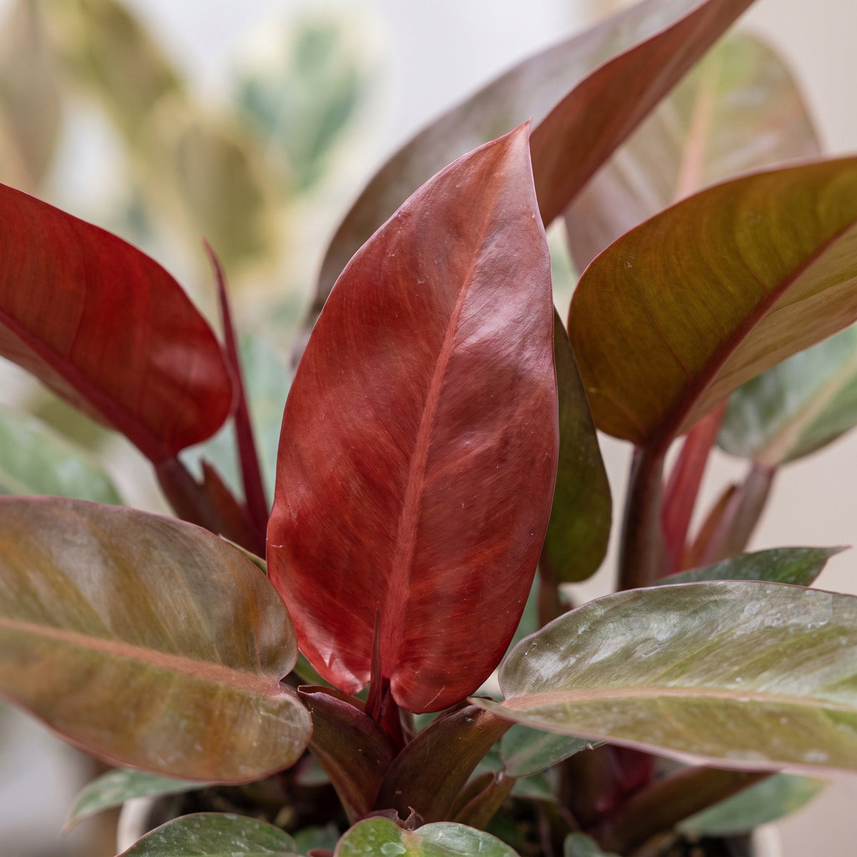 Philodendron Sun Red - Philodendron Sun Red - Green - Red - Pink - Tropical - Ø6cm - ↕10cm