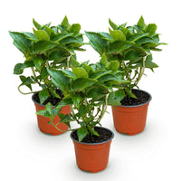 Green boutiQ - Tuinplant - Hydrangea macrophylla Roze - Hortensia - Winterhard - Roze - 3 Planten - Pot 12cm - Hoogte Hoogte 20-30cm