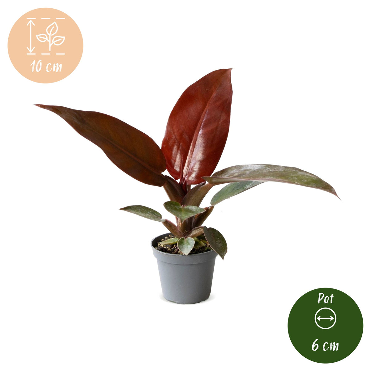 Philodendron Sun Red - Philodendron Sun Red - Green - Red - Pink - Tropical - Ø6cm - ↕10cm