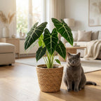 Green boutiQ - Zimmerpflanze - Alocasia Frydek (Elefantenohr) - Grün - Pflegeleicht - 1 Pflanze - mit Korb - Topf 19cm - Höhe 60cm