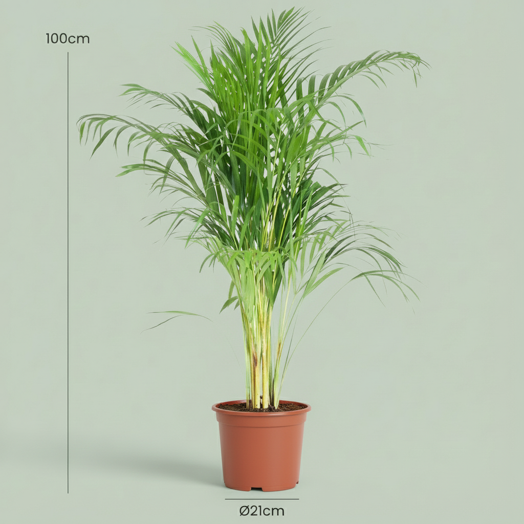 Green boutiQ - Plante d'intérieur - Palmier doré - Dypsis Lutescens Areca - Vert - Peu d'entretien - 1 Plante - Pot 21cm - Hauteur 90 - 100cm