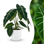 Green boutiQ - Plante d'intérieur - Oreille d'éléphant - Alocasia Frydek - Vert - Peu d'entretien - 1 Plante - avec Pot Blanc - Pot 19cm - Hauteur 60cm