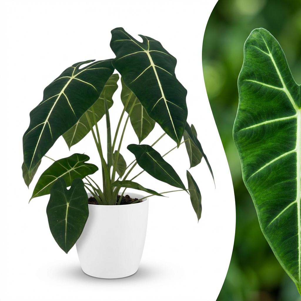 Green boutiQ - Plante d'intérieur - Oreille d'éléphant - Alocasia Frydek - Vert - Peu d'entretien - 1 Plante - avec Pot Blanc - Pot 19cm - Hauteur 60cm