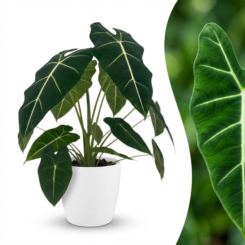 Green boutiQ - Kamerplant - Olifantsoor - Alocasia Frydek - Groen - Weinig onderhoud - 1 Plant - met Potter Wit - Pot 19cm - Hoogte 60cm