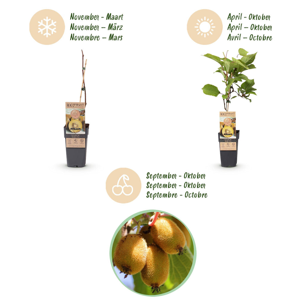 Green boutiQ - Fruchtpflanze - Actinidia Weiki & Goldkiwi - Kiwipflanze - 1 Männlich - 3 Weiblich - Pflanzen - Gelb - Topf 15cm - Höhe 50cm