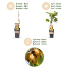 Green boutiQ - Fruchtpflanze - Actinidia Weiki & Goldkiwi - Kiwipflanze - 1 Männlich - 3 Weiblich - Pflanzen - Gelb - Topf 15cm - Höhe 50cm
