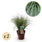 Green boutiQ - Ziergräser - Carex comans Frosted Curls - Grün - 2 Pflanzen - Immergrün - Pflegeleicht - Topf 17cm Höhe 50cm