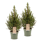 2x Picea glauca Conica - Dwarf Alberta Spruce - Green - Christmas tree - Ø17cm - ↕65cm