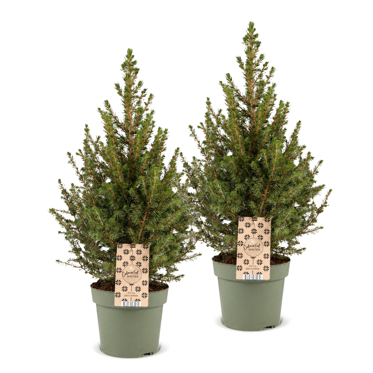 2x Picea glauca Conica - Dwarf Alberta Spruce - Green - Christmas tree - Ø17cm - ↕65cm