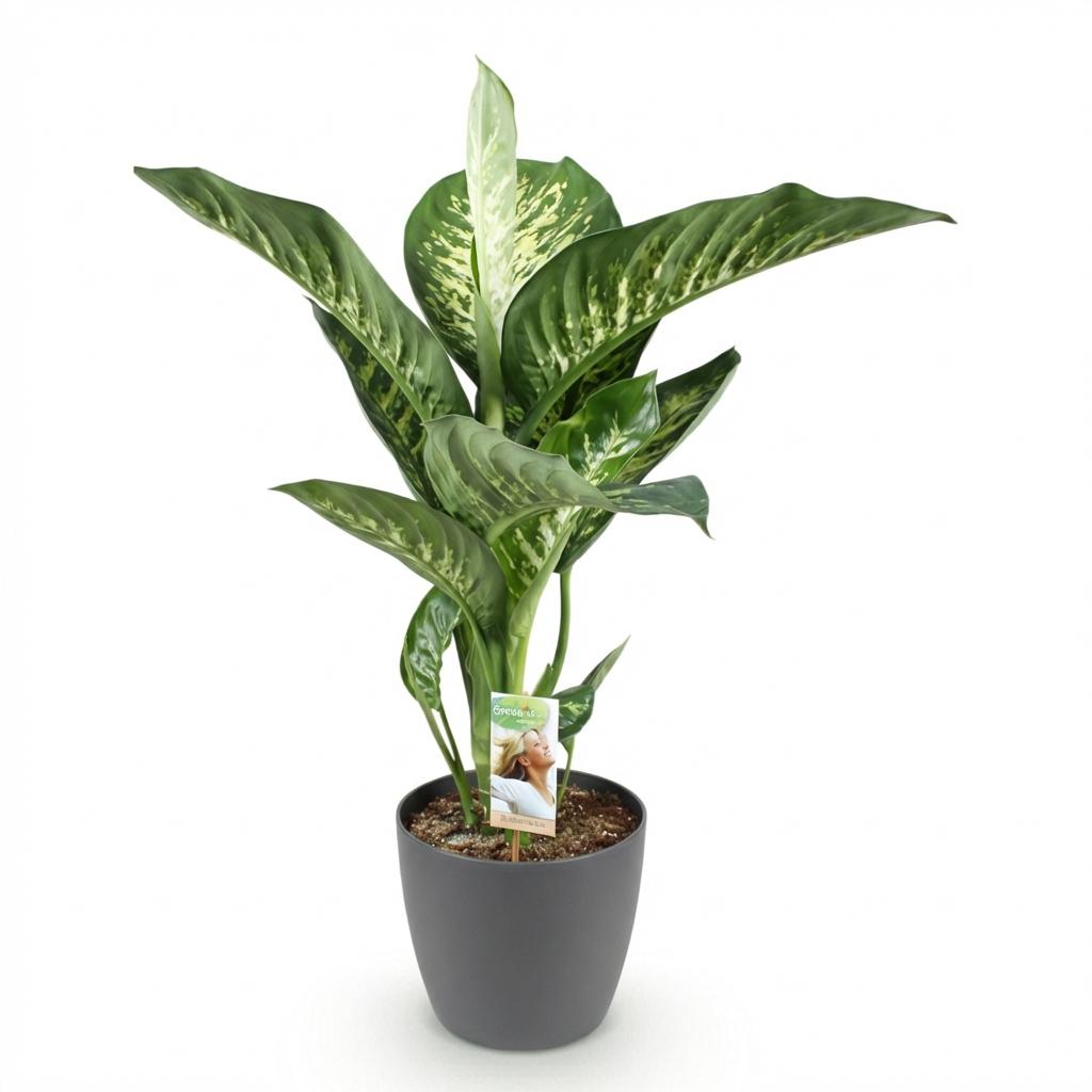 Green BoutiQ - Plantes d'intérieur - Dieffenbachia Tropic Snow - Dieffenbachia - Peu d'entretien - Vert - 1 Plante - avec Pot Gris - Pot 21cm - Hauteur 90-100cm