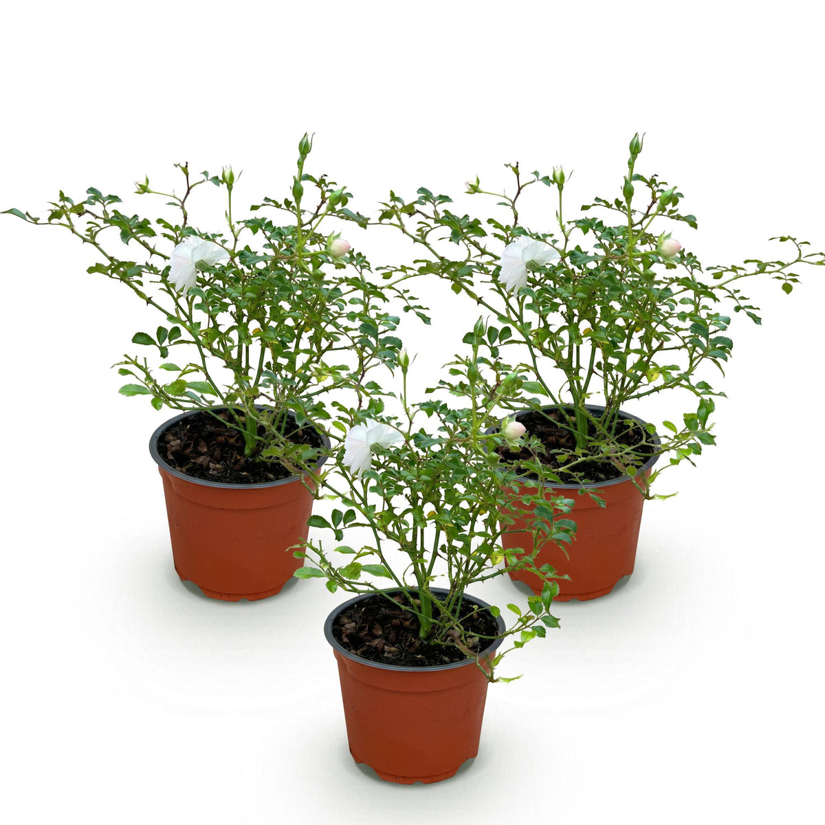 Green boutiQ - Rosier de jardin - Rosa White Fairy - Rosier - Rustique - Blanc - 3 plantes - Pot 12 cm - Hauteur 20-25 cm