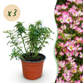 Green boutiQ - Rosier - Rosa Cutie Pie - Rose - Rustique - Rose - 3 Plantes - Pot 12cm - Hauteur 20-25cm