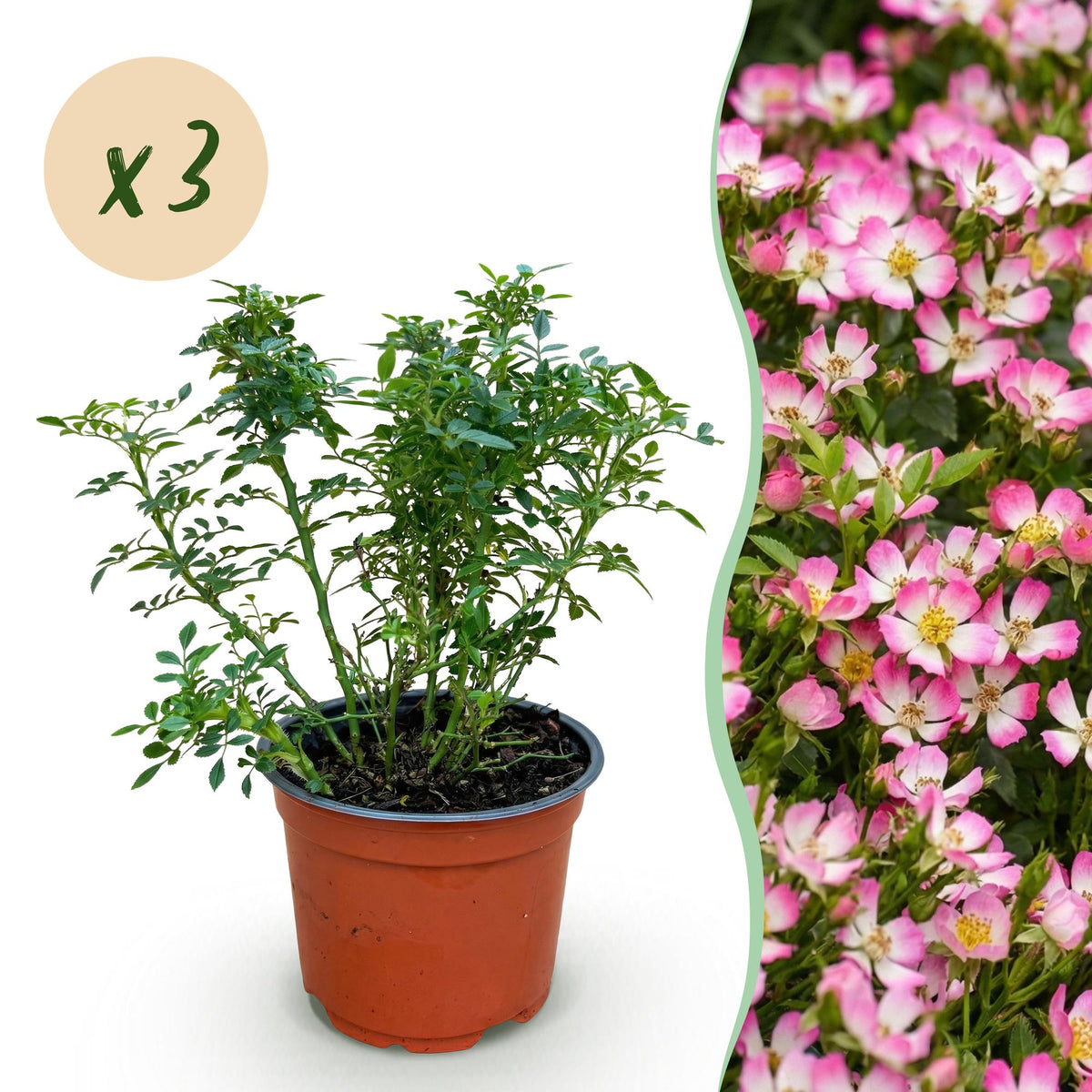 Green boutiQ - Rosier - Rosa Cutie Pie - Rose - Rustique - Rose - 3 Plantes - Pot 12cm - Hauteur 20-25cm