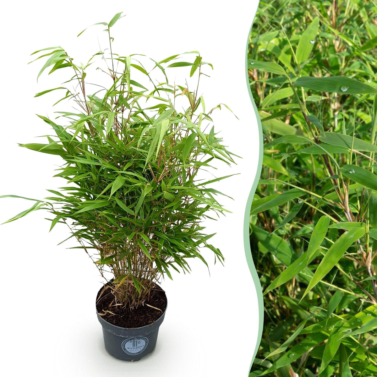 Green boutiQ - Grassen - Fargesia Rufa - Niet Woekerende Bamboe - Bladhoudend - Groen - 1 Plant - Pot 23 cm - Hoogte 80 cm