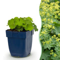 Green boutiQ - Stauden - Alchemilla mollis - Frauenmantel - Bodendeckend - Gelb - 6 Pflanzen - Topf 11cm - Höhe 15-25cm