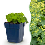 Green boutiQ - Stauden - Alchemilla mollis - Frauenmantel - Bodendeckend - Gelb - 6 Pflanzen - Topf 11cm - Höhe 15-25cm