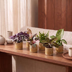 6x Baby Plants Surprise Box - Baby Plants Surprise Box - Various colours - Tropical - incl. Linnea Honey - Ø6cm - ↕5-15cm