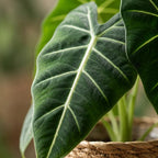 Green boutiQ - Zimmerpflanze - Alocasia Frydek (Elefantenohr) - Grün - Pflegeleicht - 1 Pflanze - mit Korb - Topf 19cm - Höhe 60cm