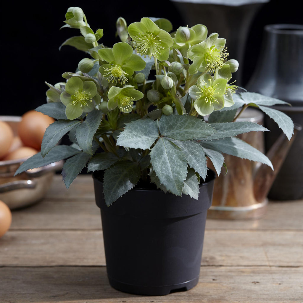 Green boutiQ - Plante de Jardin - Rose de Carême Helleborus sternii Silver Dollar - Fleur Verte - 1 Plante - Persistante - Pot 14cm Hauteur 35cm